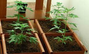 Marijuana coltivata in balcone: è per uso personale solo se il numero di piante è esiguo e le tecniche di coltivazione sono rudimentali.